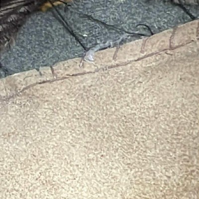 Waffen SS Calvary alter alt (Cruher)cap RARE!